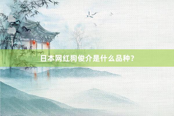 日本网红狗俊介是什么品种?